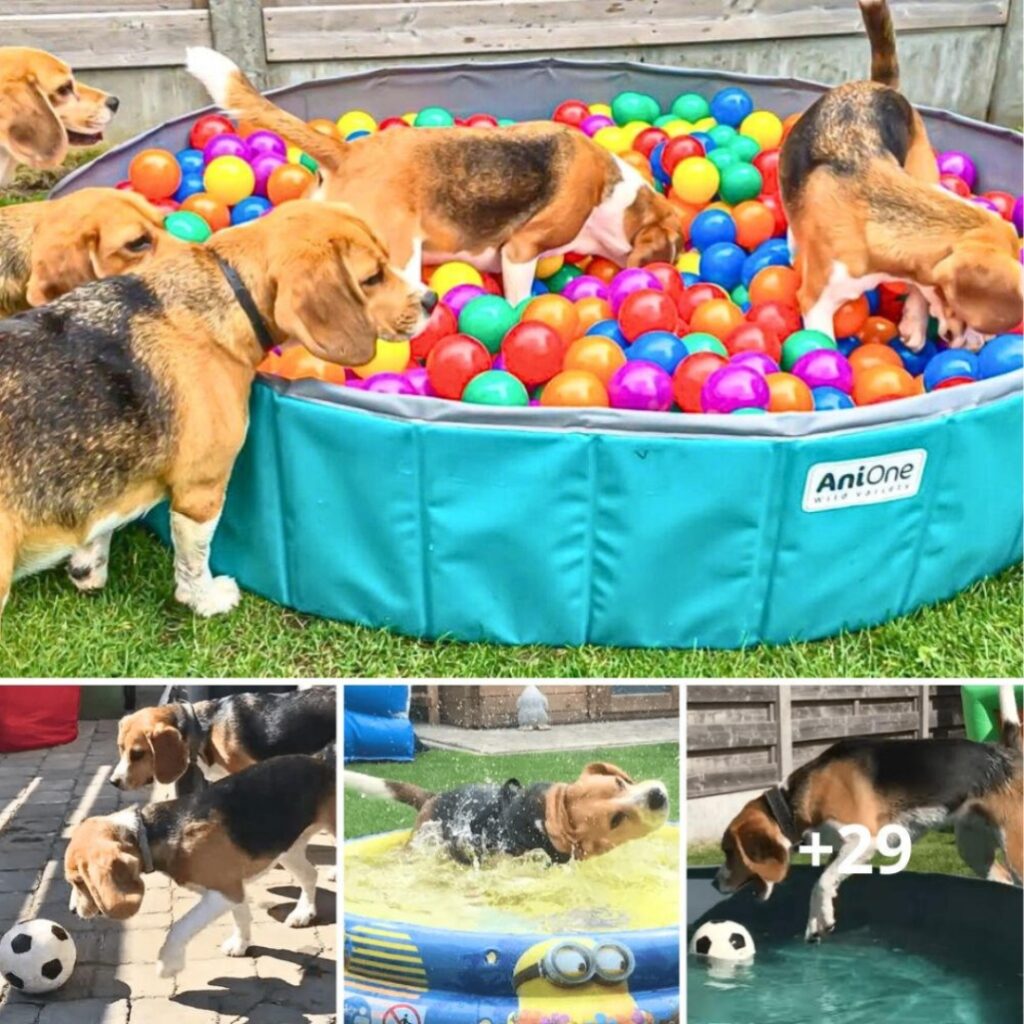 Louie the Beagle's Epic Birthday Party: A Ball Pit Party to Remember.