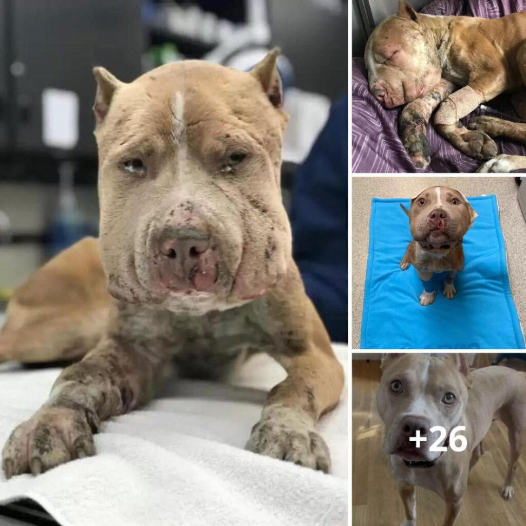 Rescued Dog With Swollen Face: His Amazing Transformation After Days of Suffering.