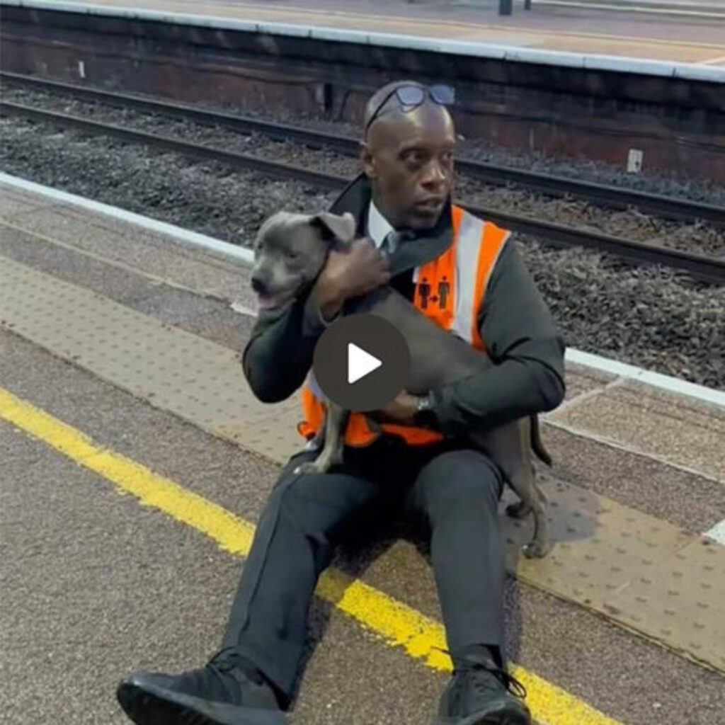 The Extraordinary Heroism of a 45-Year-Old Railway Worker: Risking His Own Life to Save a Helpless Puppy from an Oncoming Train, Leaving Witnesses Astonished and Social Media Users Deeply Touched Across the Globe