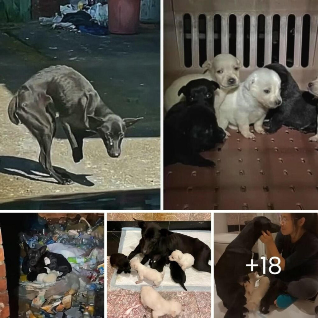 For a month filled with adversity, a brave mother dog missing two front legs has desperately pleaded for help to feed and protect her six adorable, defenseless puppies.