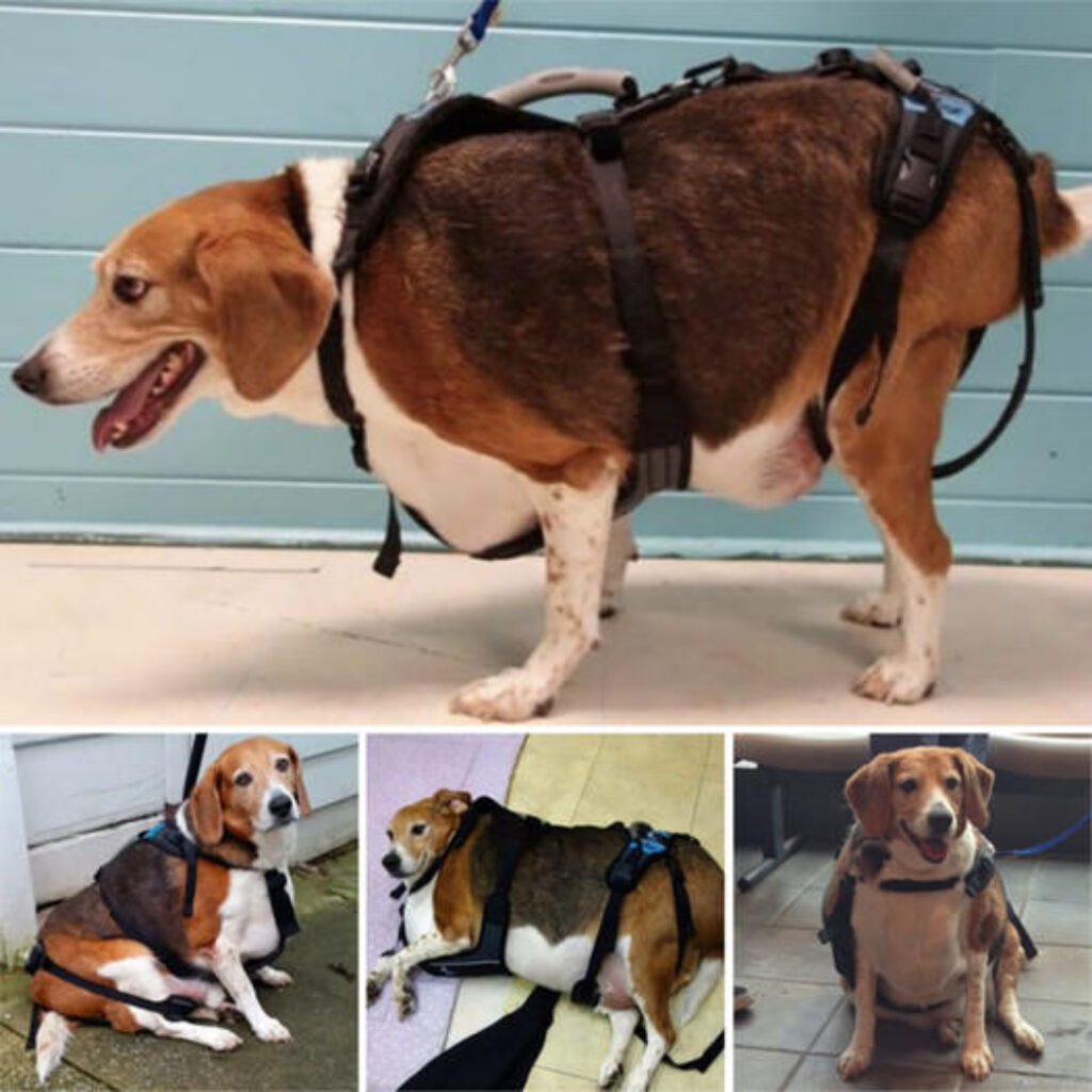 Portly Pup: Overweight Beagle Discovered in a State of Immobile Overindulgence