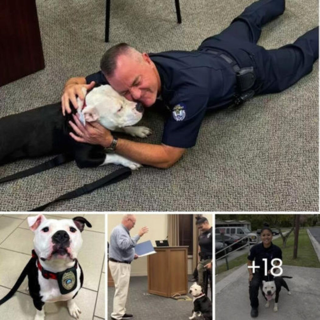 Homeless Dog Visits Police Department for a Day and Ends Up Staying Forever