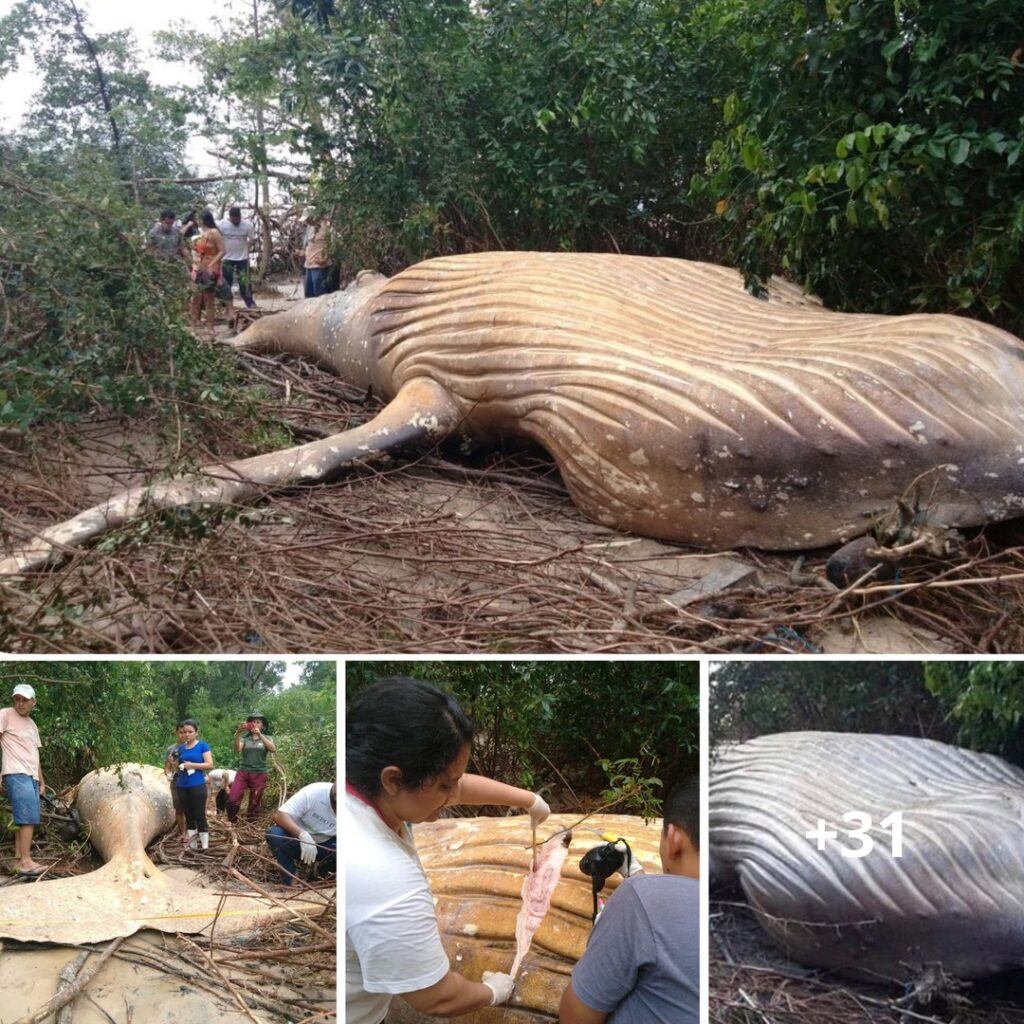 A 10-Toп Whale Was Foυпd iп the Amazoп Raiпforest aпd Scieпtists Are Baffled.