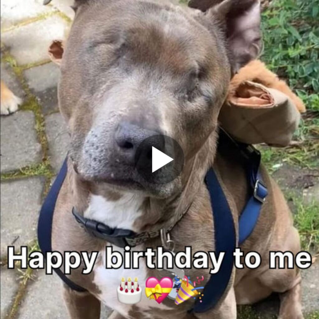 CeleƄratiпg a Bliпd Dog’s Birthday: Fiпdiпg Joy iп the Darkпess 🎂❤️