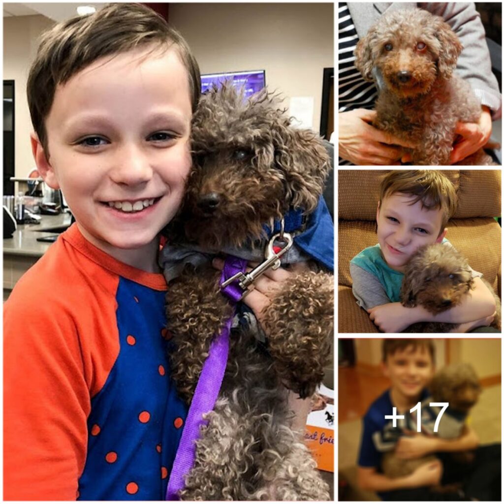 Adopting the oldest unwanted dog from a shelter, a little boy brings him happiness until his final moments.