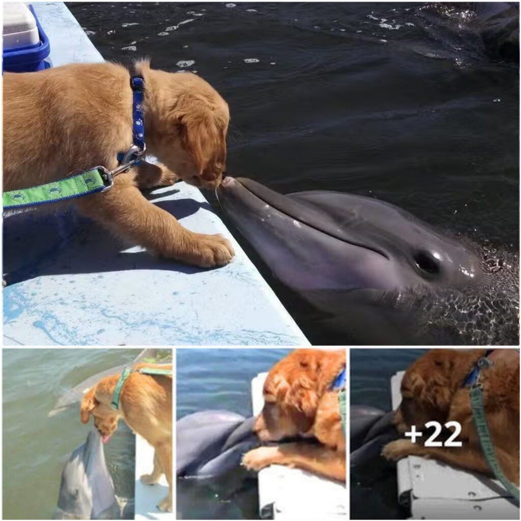 A dolphin waits for its friend the golden retriever to give it a gentle kiss, and their picture becomes popular.