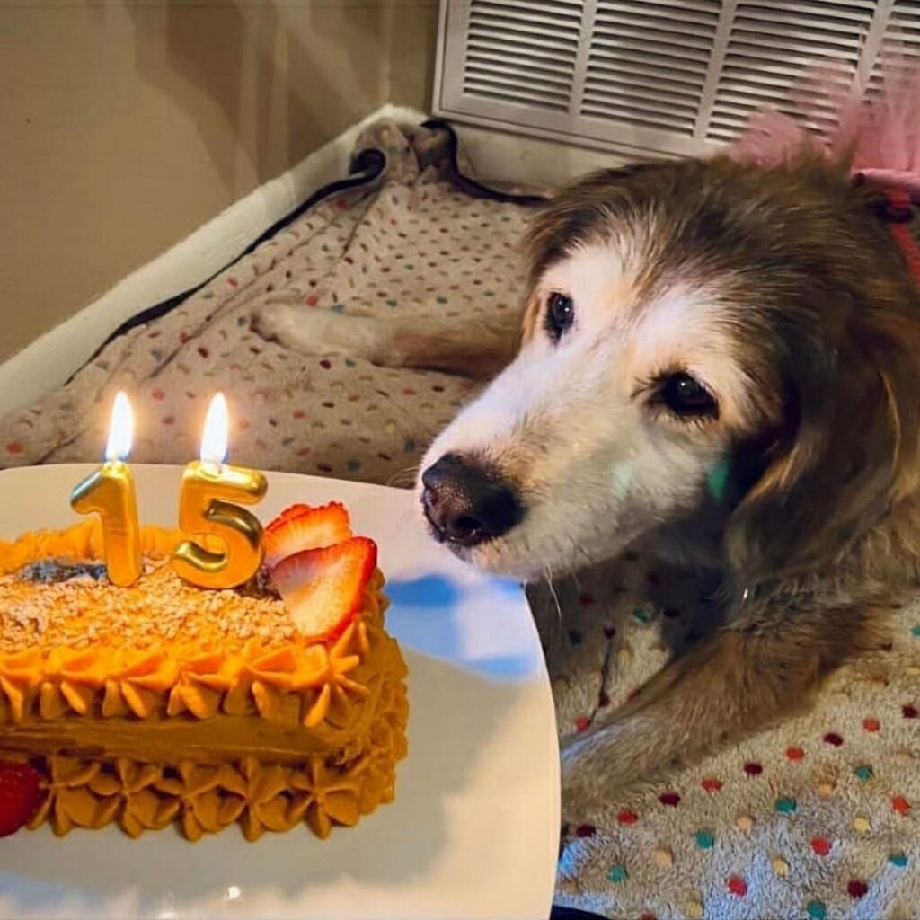 Happy birthday to her! After fifteen years, the dog finally got a birthday cake, and a tear fell from his face.