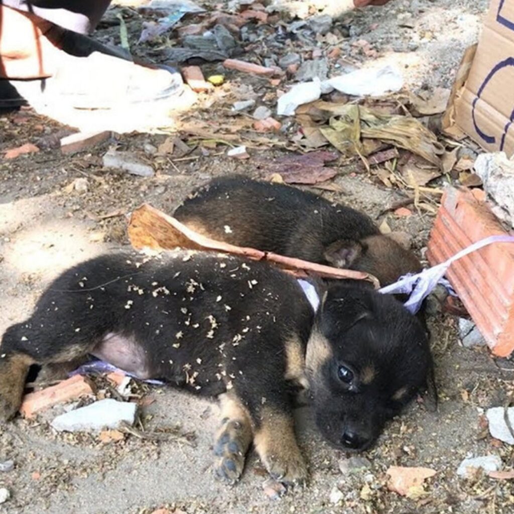 A touching story about saving two helpless puppies from unscrupulous vendors, highlighting the value of kindness and safeguarding animals.