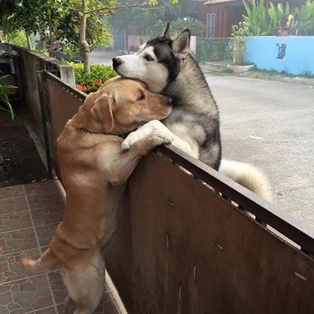 An isolated husky escapes from its pen to rejoin his beloved friend.